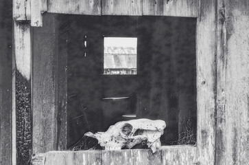 Cow skull on the windowsill of old run-down building on Humuula Sheep Station on the slopes of Mauna Kea
