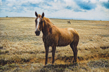 Horse in dry grassy field on the southern most part of Mauna Loa, the Big Island of Hawaii.