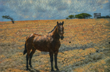 Horse in a dry grassy field on the southernmost part of Mauna Loa, the Big Island of Hawaii.  Edited to create an Illustration from a photo.