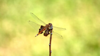 Red saddlebags dragonfly perched on a twig in a backyard in Panama City, Florida, USA