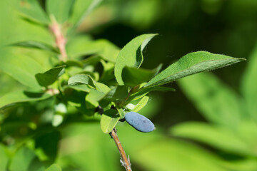 The blue honeysuckle (lat. Lonicera caerulea), of the family Caprifoliaceae. Central Russia.
