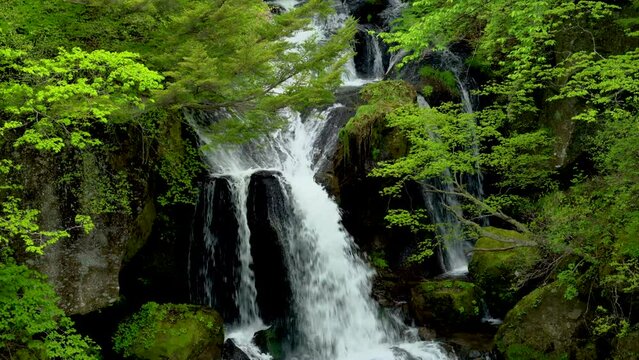 新緑の竜頭の滝