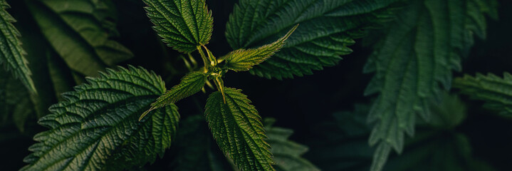 Banner with fresh green nettles in the forest. Top view. Medicinal plant. In folk medicine it is recommended as a diuretic for skin diseases, dropsy, cough, hair loss. Copy space