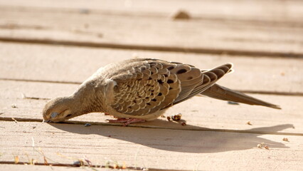 Mourning dove (Zenaida macroura) eating bird seed on a patio in a backyard in Panama City, Florida, USA