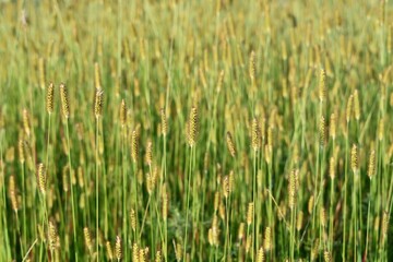 Obraz premium Grass in a Field