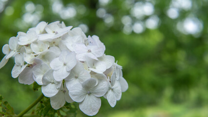 アジサイの花｜日本の梅雨のイメージ