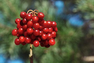 Bunch of beautiful red viburnum close up on a green background on a sunny day. Bright rays and blue sky. Guelder-rose is Symbol of Ukraine.