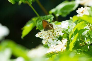 The pearly heath (lat. Coenonympha arcania), of the family Nymphalidae, on the guelder-rose (lat. Viburnum opulus), of the family Adoxaceae. Central Russia.