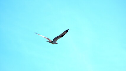 Fototapeta na wymiar Western osprey (Pandion haliaetus) flying in a clear, blue sky in Panama City, Florida, USA