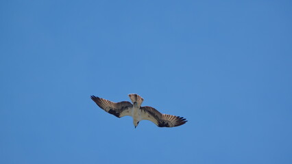 Western osprey (Pandion haliaetus) flying in a clear, blue sky in Panama City, Florida, USA