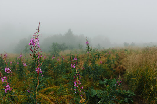 Foggy and rainy morning