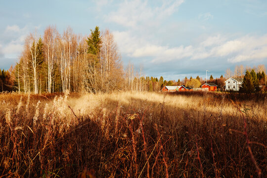 Golden Autumn Light in Swedish Countryside