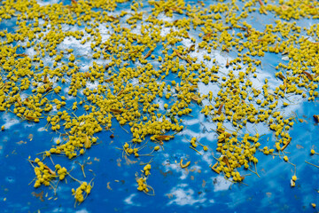 Maple inflorescences on the hood are blue.