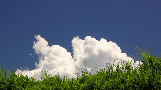 風にゆれる阿蘇の草原と入道雲