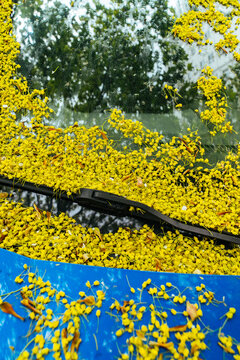 Car glass with fallen maple flowers.