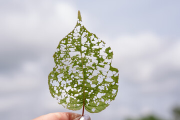 isolated image of an actinidia leaf with holes eaten by caterpillars