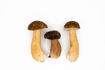Fresh boletus mushrooms, porcini mushroom isolated on white background