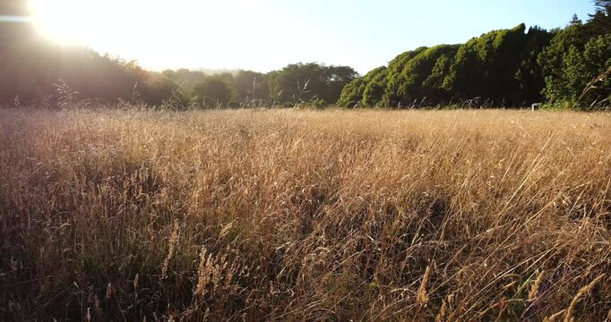 Field of wild grass blowing in wind