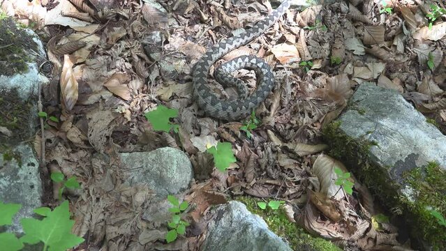 Viper (Vipera ammodytes) crawling away at human approach