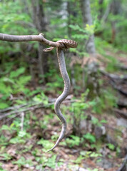 Gloydius halys on a stick in the forest