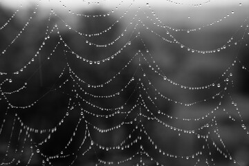 Beautiful natural background with a necklace of water drops on a cobweb in the grass in spring summer. The texture of the dew drops on the web in nature macro macro with soft focus.