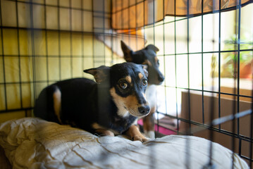Black shy puppies in cage at asylum 