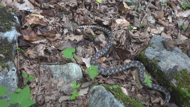 Beautiful adult male of horned-nose viper (Vipera ammodytes) crawling slowly on the forest ground through fallen dry leaves and mountain rocks