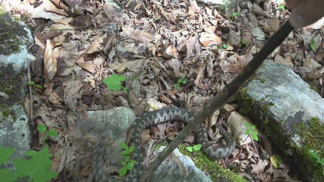 Man with wood stick provoking venomous snake, viper try to escape