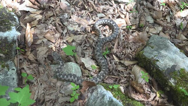 Horned nose viper (Vipera ammodytes) venomous snake camouflaged on forest ground