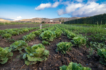 lettuce in the field