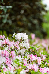 Pink Satsuki Azalea Flower