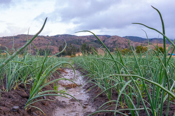 onion field in the morning