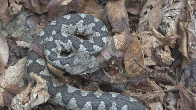 Horned viper (Vipera ammodytes) lying still camouflaged in attack position