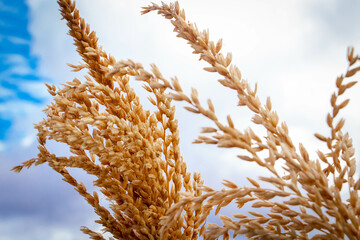 ears of wheat against blue sky