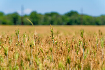 golden wheat field