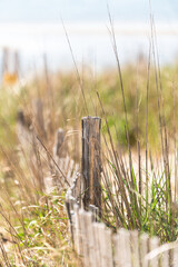 fence and grass