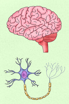 Human brain and neuron illustration