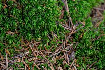 Beautiful green moss and needles close-up. Natural background with moss on the ground surface in a coniferous forest. Mossy texture. Macro shot of wild forest plants. Northern nature.