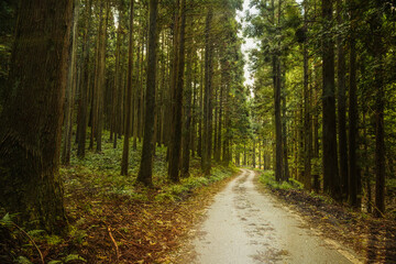 Obraz premium 兵庫県・渓谷の風景、林道