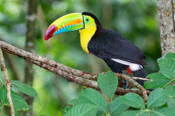 Keel-billed Toucan (Ramphastos sulfuratus). Multicolored long-billed bird perched in a tree in the middle of the forest