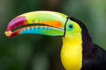 Keel-billed Toucan (Ramphastos sulfuratus). Portrait of an exotic long-billed bird with food in its beak