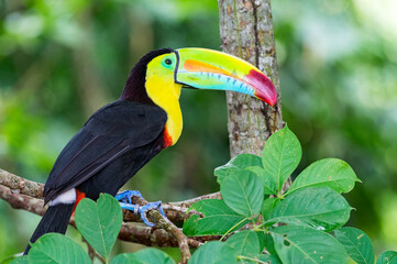 Keel-billed Toucan (Ramphastos sulfuratus). Colorful and exotic bird perched on a tree with a monitoring ring on its leg