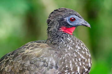 Crested Guan (Penelope purpurascens). Portrait of a rare and difficult bird in a natural environment