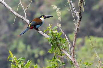Black-billed Mountain-Toucan (Andigena nigrirostris). Colorful bird perched on a dry bush in the Colombian high Andean forest © J Esteban Berrio