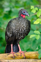 Crested Guan (Penelope purpurascens). Large dark-colored bird perched on a dry log