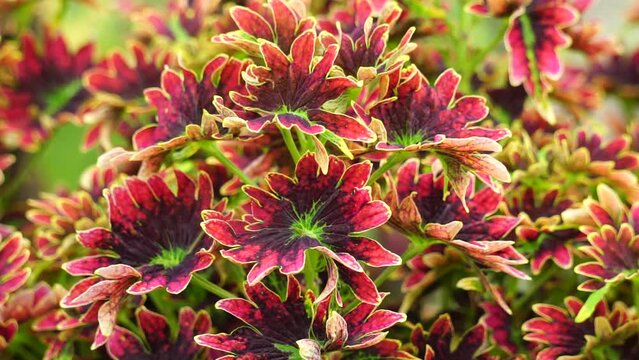 Coleus scutellarioides with a natural background