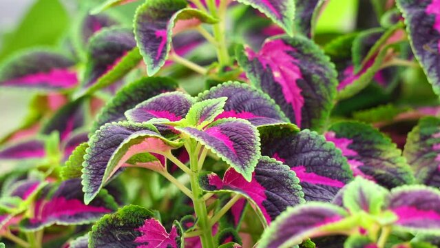 Coleus scutellarioides with a natural background