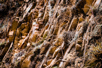 giraffe in the woods