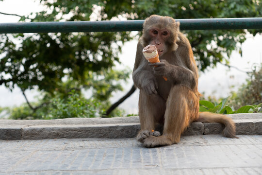 Monkey from Katmandu's monkey temple