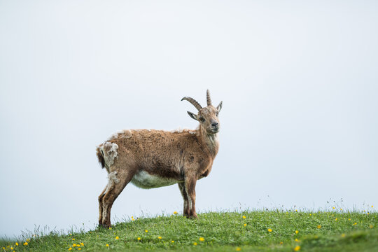 Alpine Ibex